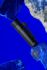 德國 Graf von Faber-Castell Pen of the year 2023年度筆—荷魯斯之眼 限量375支 18K金 鋼筆