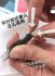 德國 Lamy 筆尖（不鏽鋼尖 F 賣場）黑色待貨中